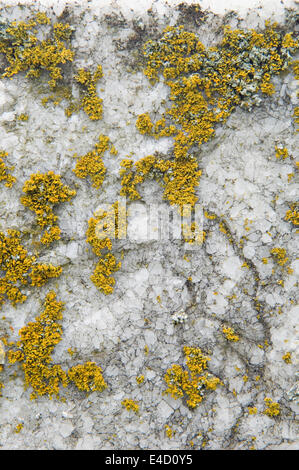 Detail der Flechten wachsen auf Grabstein Stockfoto