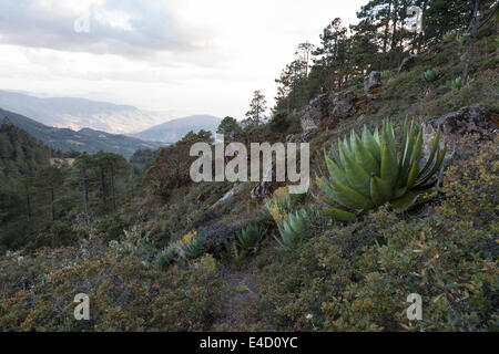 Landschaft in der Nähe des Dorfes Cuajimoloyas, Blick nach Süden in Richtung San Miguel del Valle Stockfoto
