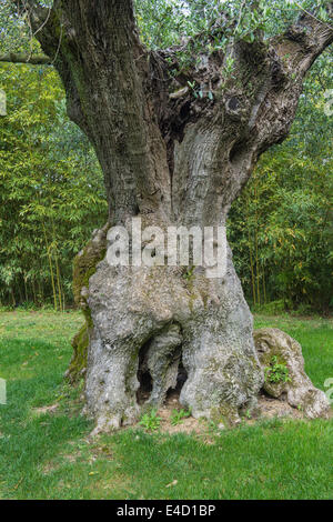 Millenium Oliven Baum, Bacalhoa Weingut, Azeitao, Setubal Halbinsel, Lissabons Küste, Portugal, Europa Stockfoto