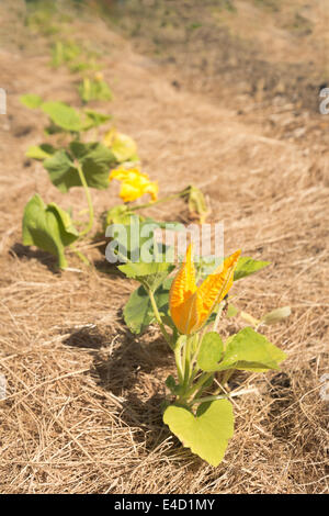 Squash und Knochenmark gesät neu Bio Ernte Blüte auf Stroh zu halten off Schnecken Schnecken und eindringenden Unkraut Stockfoto