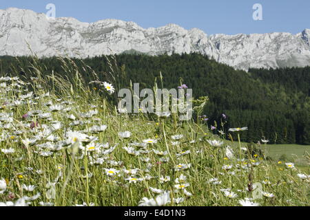 Blumen in Villard de Lans, Vercors, Isère und Rhône-Alpes, Frankreich. Stockfoto