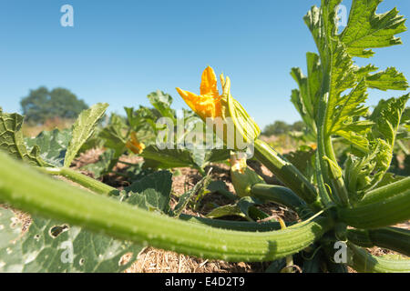 Squash-Zucchini Knochenmark Bio Ernte Blüte Sommer Ernte Reifen versteckt unter einer Masse von schützenden Blättern im Feld Stockfoto