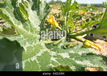 Squash-Zucchini Knochenmark Bio Ernte Blüte Sommer Ernte Reifen versteckt unter einer Masse von schützenden Blättern im Feld Stockfoto