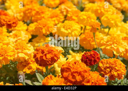 viele der Ringelblume blüht eine Variation und Thema orange Gold und gelbe Blütenblätter Stockfoto