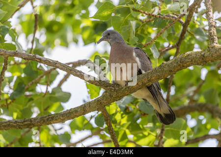 Ringeltaube (Columba Palumbus), thront junger Vogel auf einem Ast, Seewinkel, Burgenland, Österreich Stockfoto