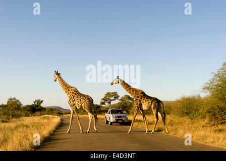 Giraffen (Giraffa Plancius) überqueren einer Straße, einem Jeep auf der Rückseite, Krüger Nationalpark, Südafrika Stockfoto