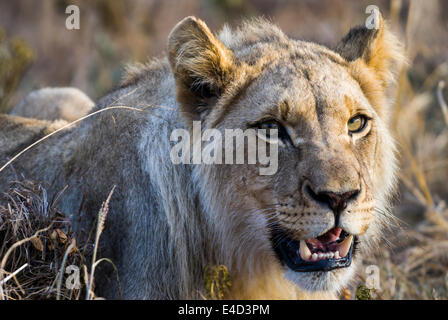 Löwe (Panthera Leo), Löwin, Weiblich, Krüger Nationalpark, Südafrika Stockfoto