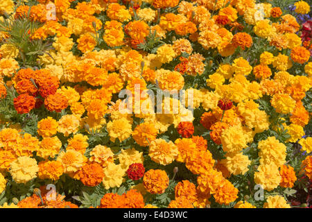 viele der Ringelblume blüht eine Variation und Thema orange Gold und gelbe Blütenblätter Stockfoto