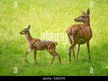 Rothirsch (Cervus Elaphus), Reh und Rehkitz stehend auf einer Wiese, Gefangenschaft, Bayern, Deutschland Stockfoto
