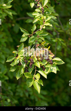 Gemeinsamen Hartriegel (Cornus sanguineaund), Blätter und Früchte, Thüringen, Deutschland Stockfoto