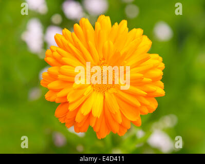 Topf-Ringelblume (Calendula Officinalis) Blume, Niedersachsen, Deutschland Stockfoto