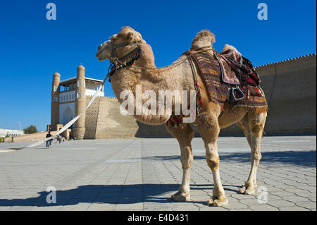 Gesattelte Kamel vor der Arche Festung, Buchara, Usbekistan Stockfoto