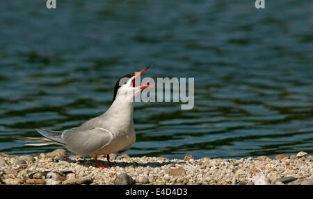 Seeschwalbe (Sterna Hirundo), Mecklenburg-Western Pomerania, Deutschland Stockfoto