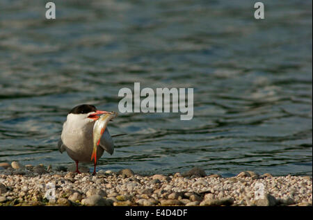 Seeschwalbe (Sterna Hirundo), Mecklenburg-Western Pomerania, Deutschland Stockfoto