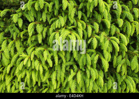 Junge Triebe von einer Fichte (Picea Abies), Bayern, Deutschland Stockfoto