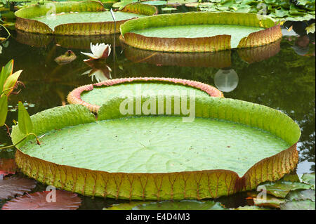 Verlässt die Irupe oder Santa Cruz Seerose (Victoria Cruziana), Bayern, Deutschland Stockfoto