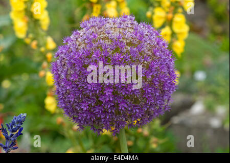 Blume eines riesigen Zwiebel oder Riesen-Lauch (Allium Giganteum), Bayern, Deutschland Stockfoto
