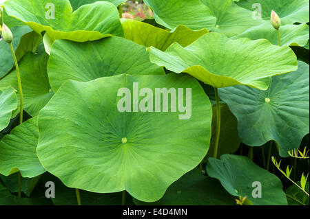 Blätter von einer Lotusblume (Nelumbo), Bayern, Deutschland Stockfoto