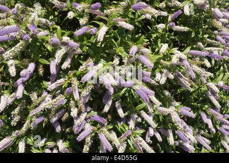 Mittsommer Schönheit Veronica Hebe Marjorie immergrüner Strauch mit zarten Tönen von lila Flieder lila, weiße Blüten Stockfoto