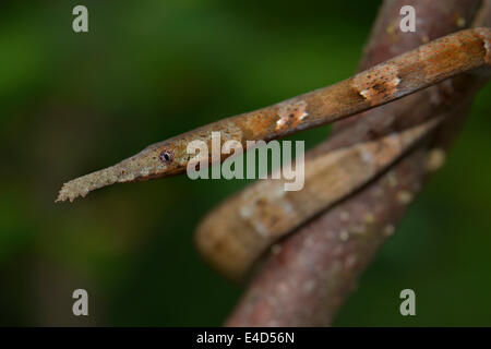 Blatt-gerochene Schlange (Langaha Madagaskariensis), Weiblich, Madagaskar Stockfoto