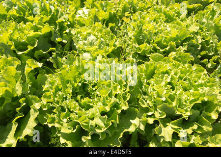 Frische Bio Garten Salat grüner Hintergrund Textur Lactuca Spp hautnah Stockfoto