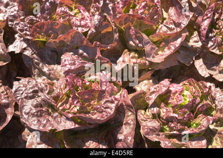 Frische Bio Garten Salat grüner Hintergrund Textur Lactuca Spp hautnah Stockfoto