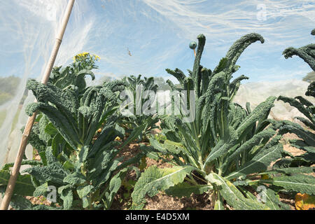 Zuteilung großflächigen Anbau von Brassica Ernte vorbereitet mit Reihen von Vlies-Schutz von Wind und Kohl Fliege frost Stockfoto