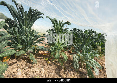 Zuteilung großflächigen Anbau von Brassica Ernte vorbereitet mit Reihen von Vlies-Schutz von Wind und Kohl Fliege frost Stockfoto