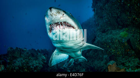 Sand Tigerhai Stockfoto