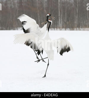 Tanzen Japanisch aka rot gekrönt Kraniche auf einem schneebedeckten Feld in der Nähe von Akan auf Hokkaido, Japan Stockfoto