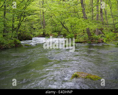 Oirase Schlucht in frischem Grün, Aomori, Japan Stockfoto