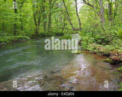 Oirase Schlucht in frischem Grün, Aomori, Japan Stockfoto