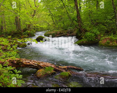 Oirase Schlucht in frischem Grün, Aomori, Japan Stockfoto