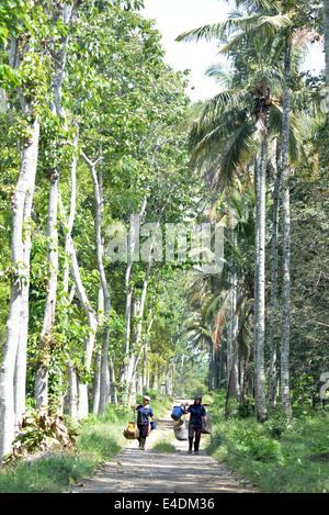 Die hoch aufragenden Bäume Banyuwangi Provinz bieten Schatten Heimkehr Plantagenarbeiter. Stockfoto