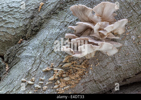 Pleurotus Ostreatus - Austernpilz Stockfoto