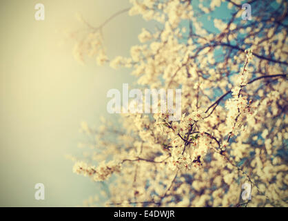 Vintage Baum Blume Hintergrundfoto der schönen Kirschbaum. Antiken Stil Foto. Stockfoto