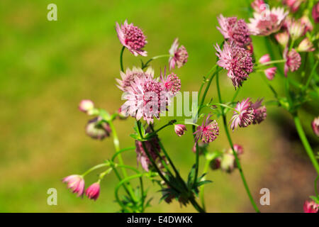 Sterndolde, Astrantia große Stockfoto