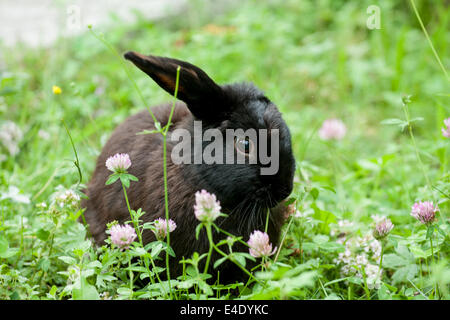 Kleine schwarze Kaninchen versteckt in der Wiese Stockfoto