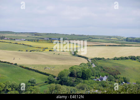 Agrarlandschaft im Westen von Wales, UK. Grünland für die Beweidung und Heu oder Silage Produktion. Stockfoto