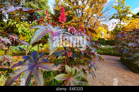 Pflanze Rizinusöl (Ricinus Communis) an der königliche Botanische Garten. Madrid. Spanien Stockfoto