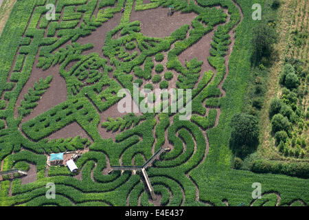 Tattenhill, Staffordshire, UK. 9. Juli 2014. Ein zehn Hektar großen Feld von Mais wird in einem riesigen Vogelscheuche Labyrinth umgewandelt. Die Charaktere sind aus aus Julia Donaldsons neues Buch - die Vogelscheuchen Hochzeit. Der Autor Gruffalo traten die Bücher Illustrator Axel Scheffler, öffnen Sie das Labyrinth heute um die National Forest Adventure Farm, Tattenhill, Staffordshire. Bildnachweis: Joanne Roberts/Alamy Live-Nachrichten Stockfoto