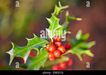 Holly Baum an der königliche Botanische Garten. Madrid. Spanien Stockfoto