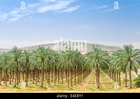 Dattelpalmen auf Obstgarten Plantage in Galiläa Jordantal gegen Israel Golanhöhen Stockfoto