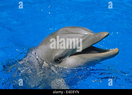 Delphin - Flasche – Nosed Delfin (Tursiops Truncatus) Stockfoto