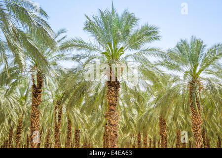 Datum Feigen Palm Wald oder Plantage Obstgarten in Israel Galiläa Jordantal mit üppigen Wedel Stockfoto