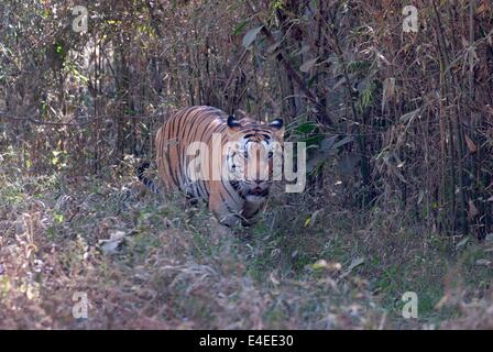 Royal Bengal Tiger gefangen vor der Kamera, als er aus dem dichten Wald ins freie geht. Stockfoto