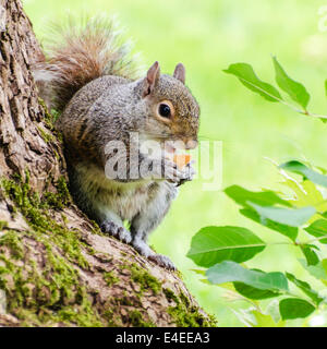 Süß lächelnd Essen Eichhörnchen Essen im Park Stockfoto