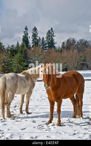 Dies sind zwei Pferde im Winter, eine weiße, eine braun, stehend im Schnee mit ihre lange Wintermäntel. Stockfoto