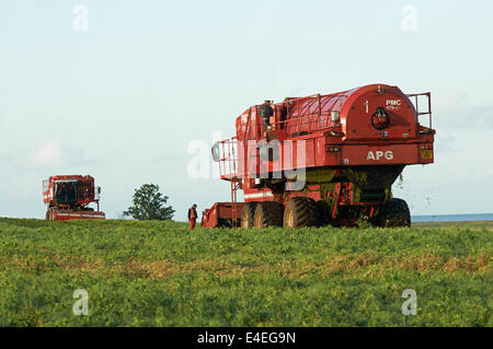 PMC-979 CT Erbse Viners, Bawdsey, Suffolk, UK. Stockfoto