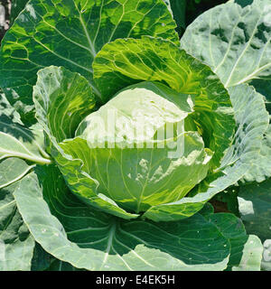 Weißkohl-Leiter in einem Feld Stockfoto